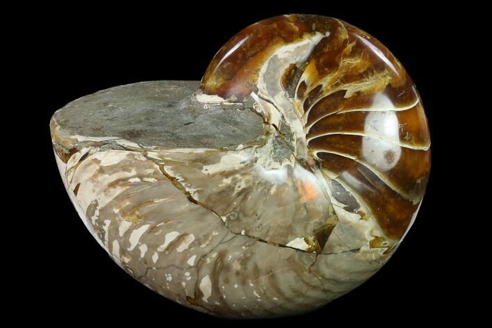 Polished Fossil Nautilus (Cymatoceras) - Madagascar #140428